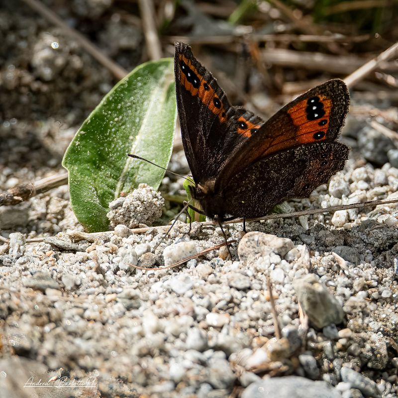 Erebia triarius  - Barlotti Andrea