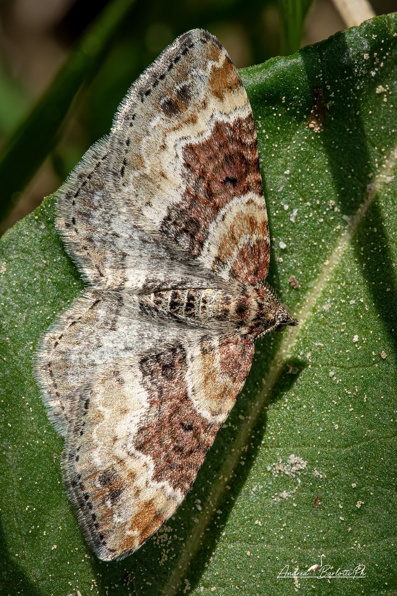 Xanthorhoe spadicearia  - Barlotti Andrea