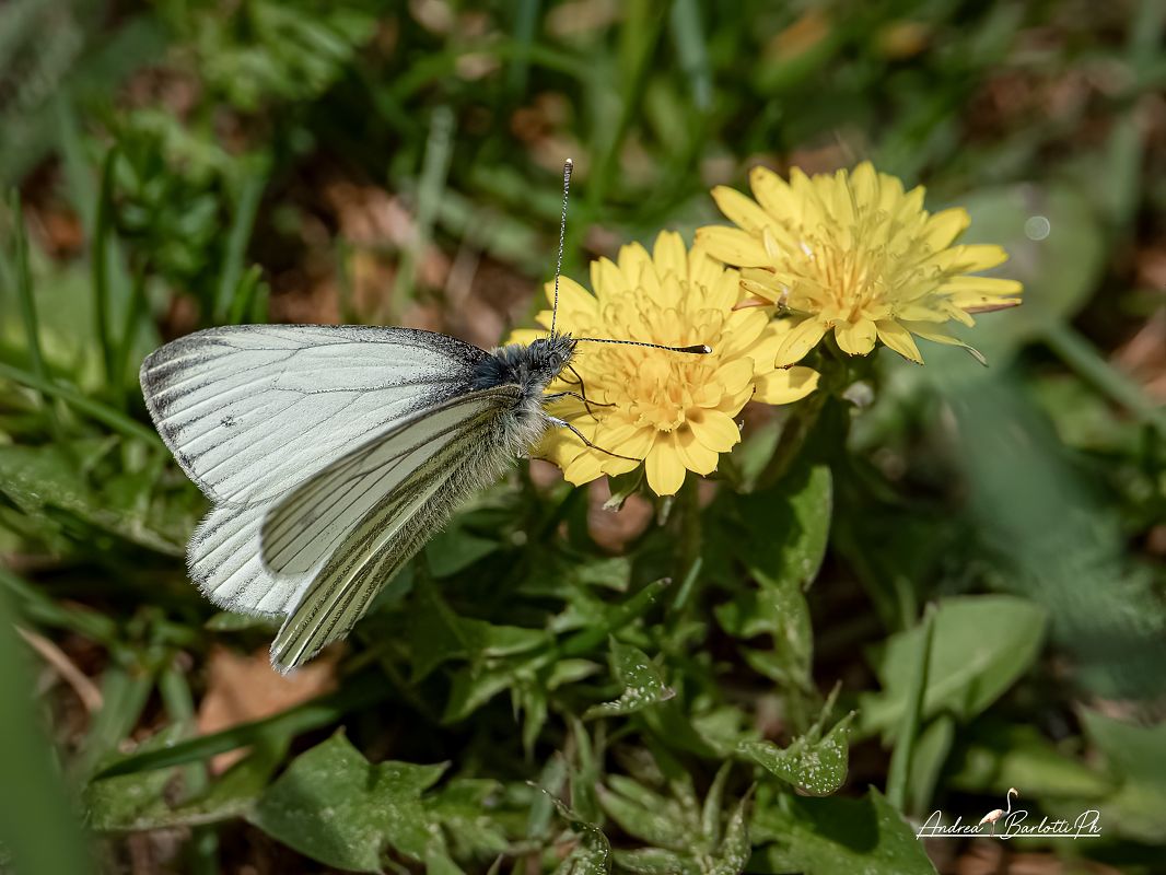 Pieris bryoniae  - Barlotti Andrea