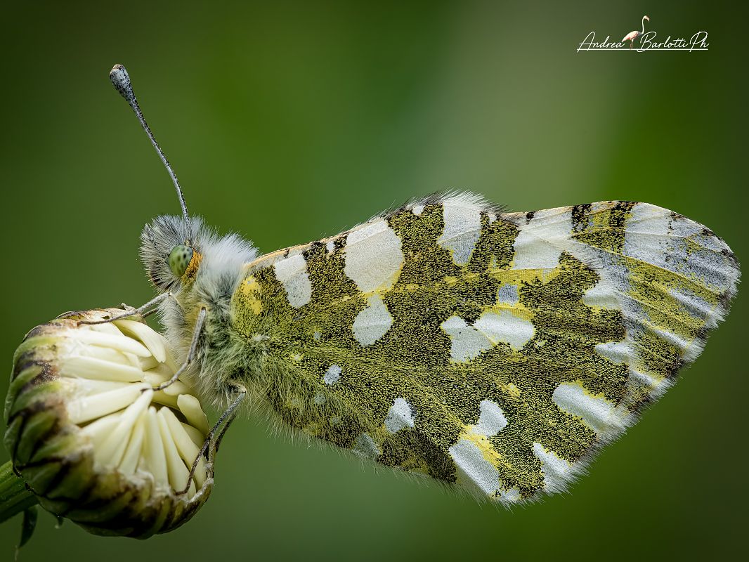 Euchloe simplonia  - Barlotti Andrea