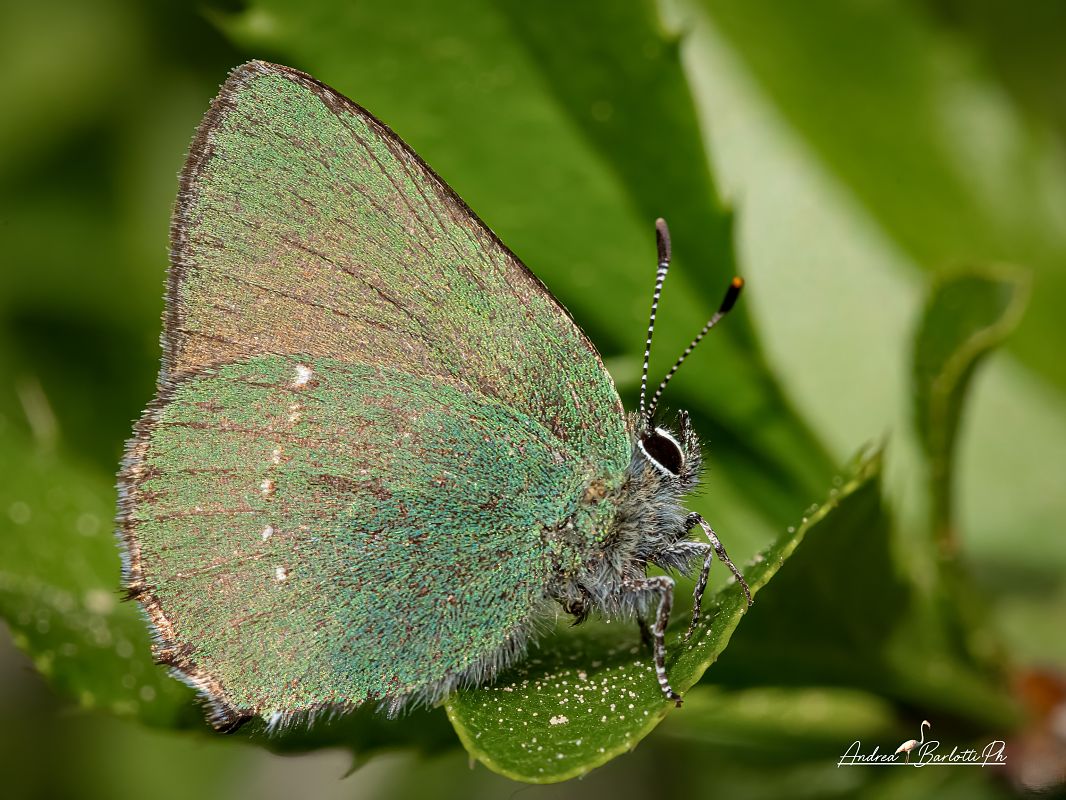 Callophrys rubi  - Barlotti Andrea