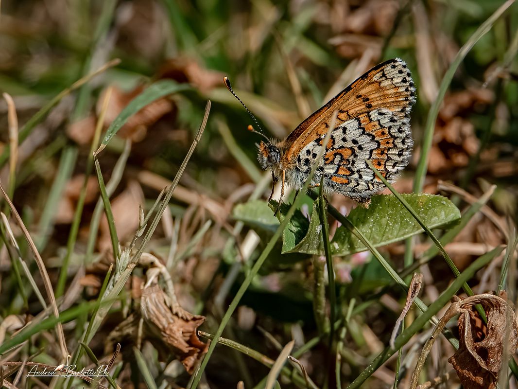 Melitaea cinxia  - Barlotti Andrea