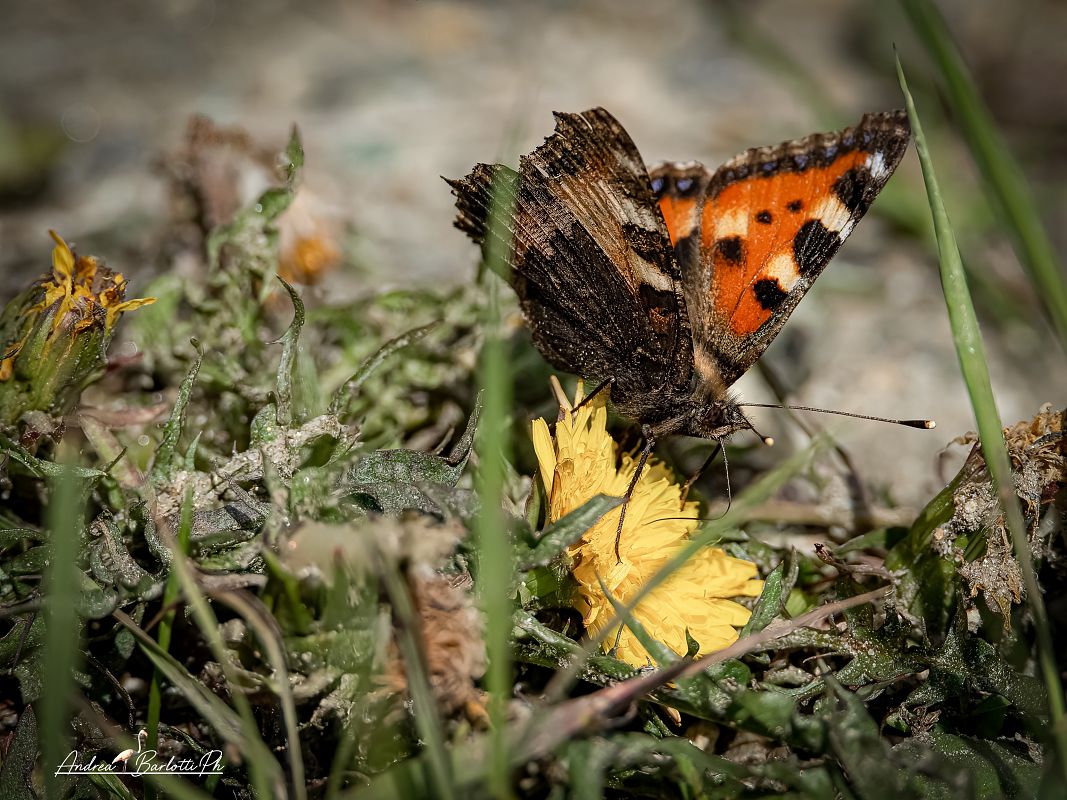 Aglais urticae  - Barlotti Andrea
