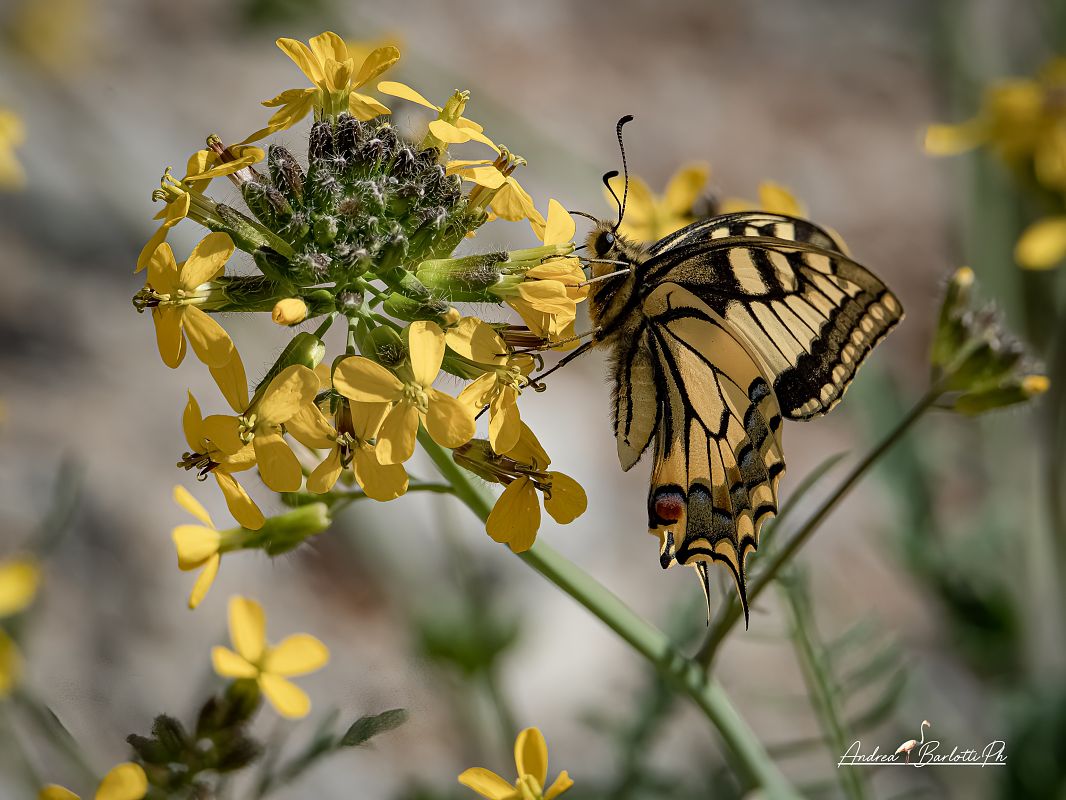 Papilio machaon  - Barlotti Andrea
