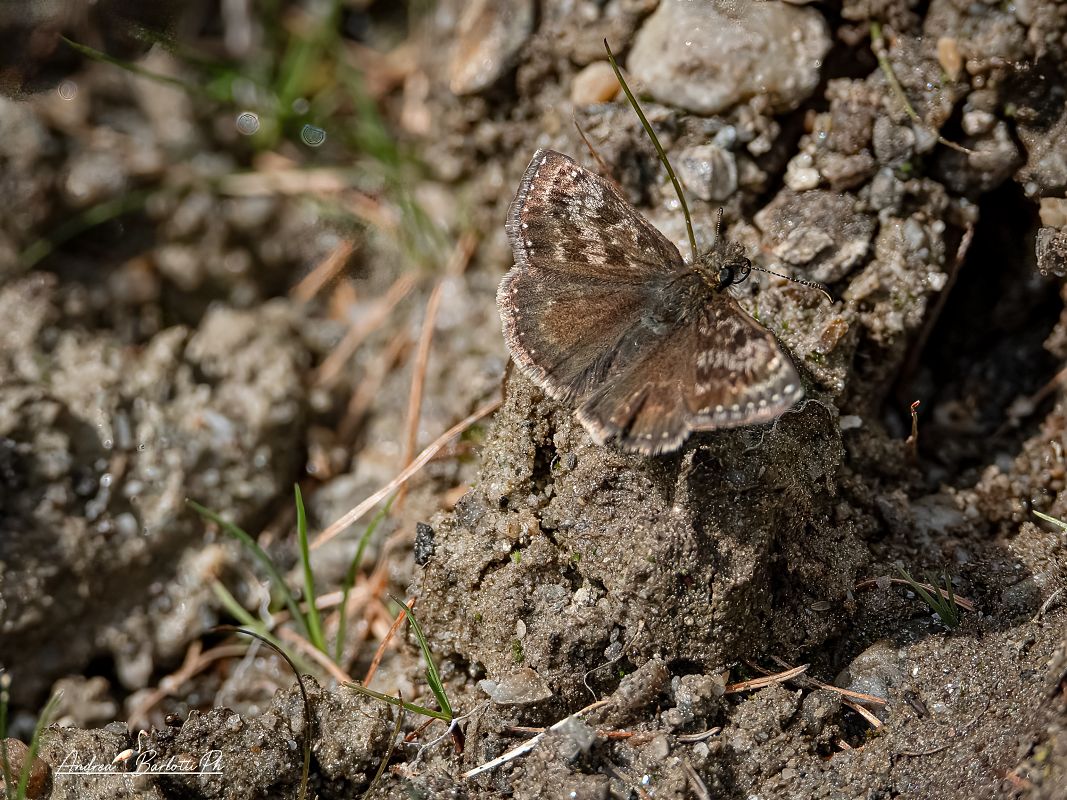 Erynnis tages  - Barlotti Andrea