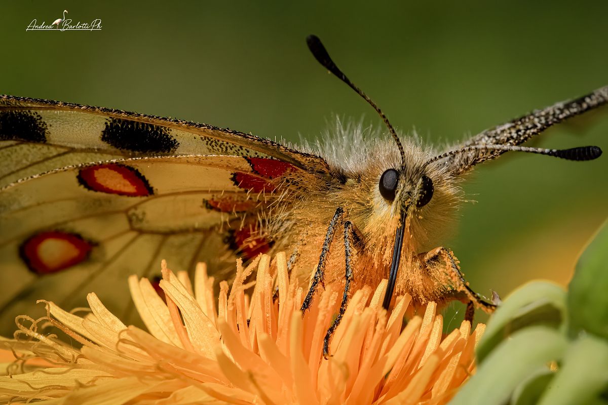 Parnassius apollo  - Barlotti Andrea