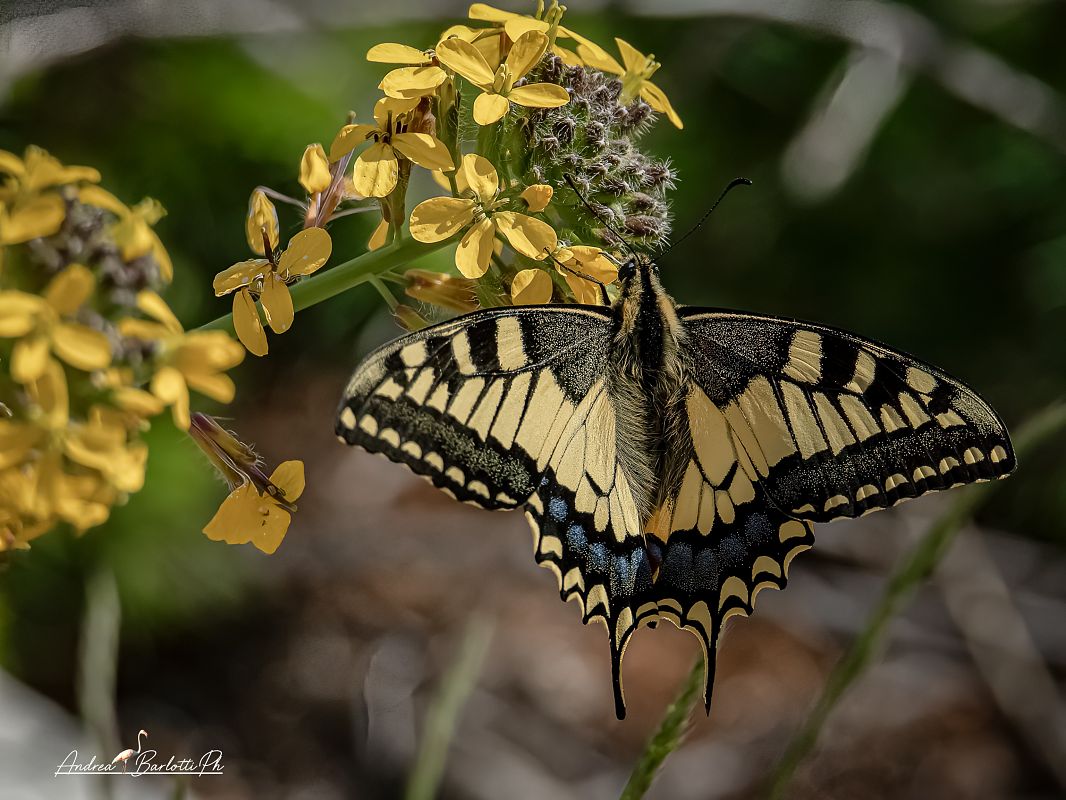 Papilio machaon  - Barlotti Andrea