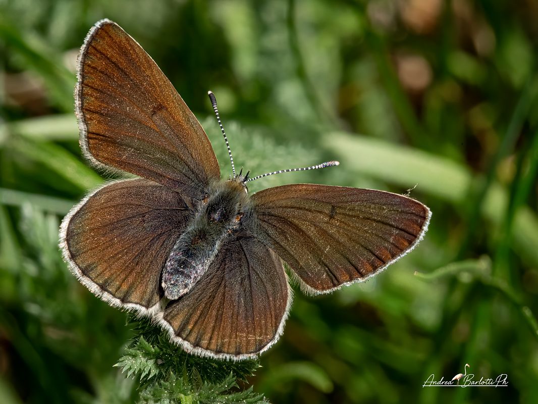 Eumedonia eumedon  - Barlotti Andrea
