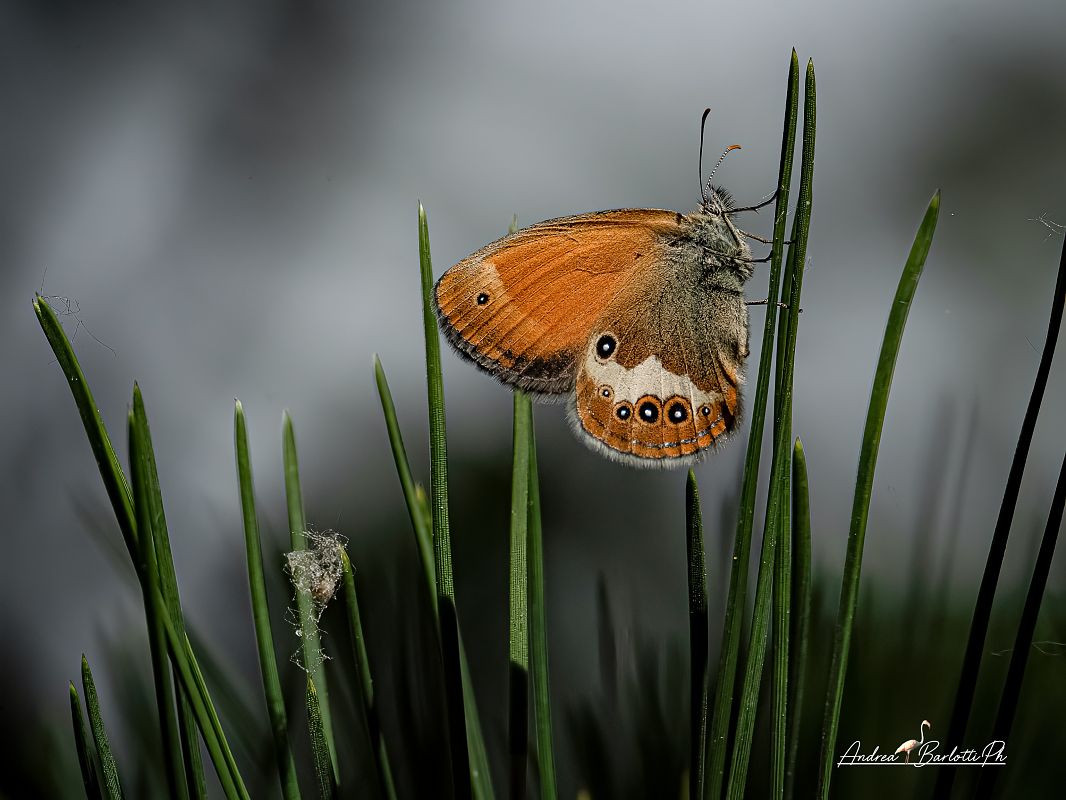 Coenonympha arcania  - Barlotti Andrea