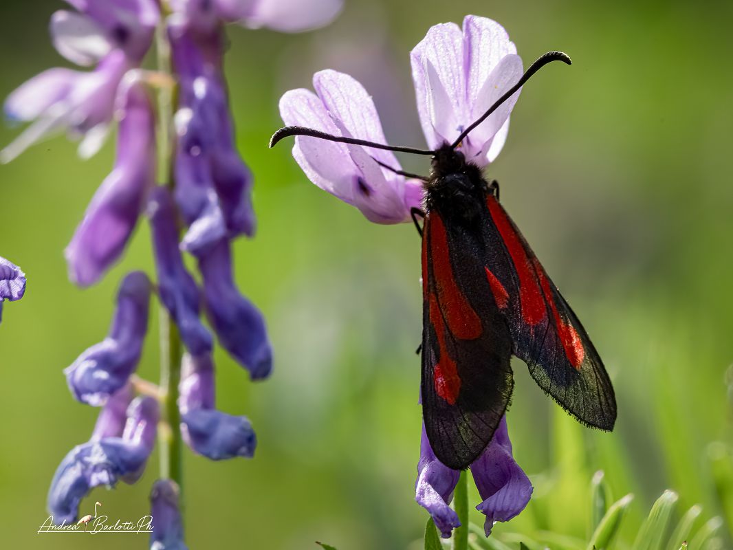Zygaena osterodensis  - Barlotti Andrea