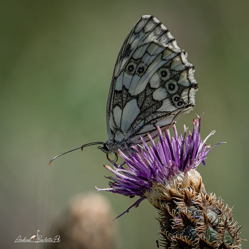 Melanargia galathea  - Barlotti Andrea