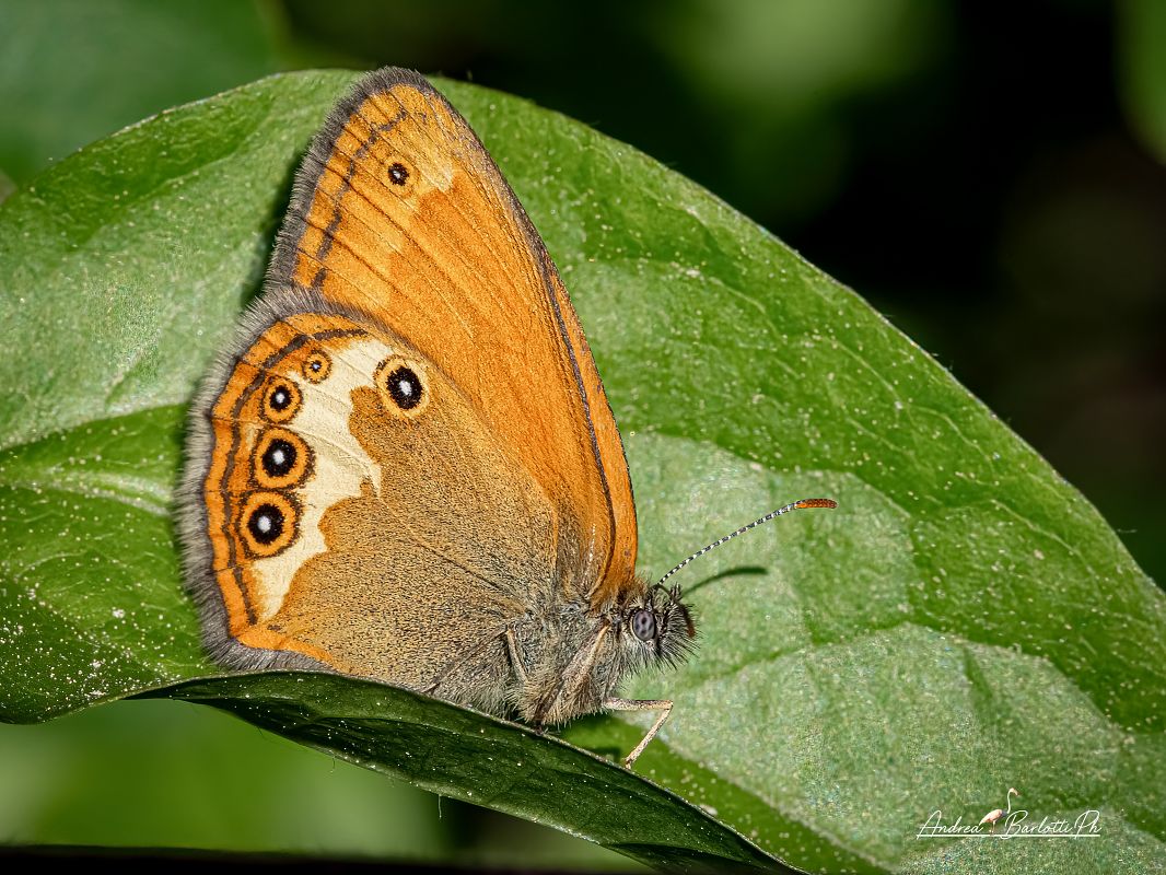 Coenonympha arcania  - Barlotti Andrea