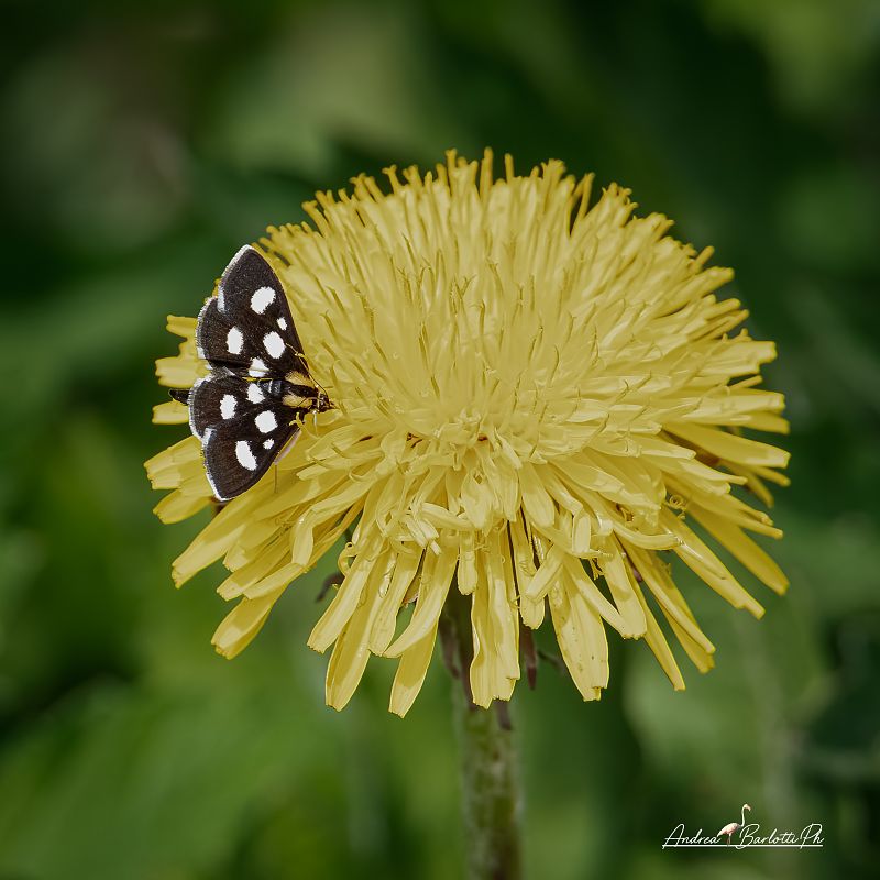 Anania funebris  - Barlotti Andrea