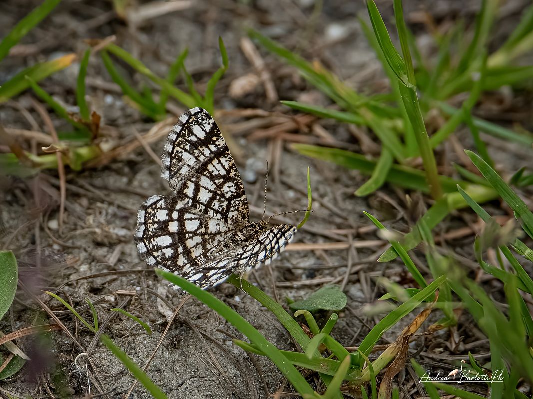 Chiasmia clathrata  - Barlotti Andrea