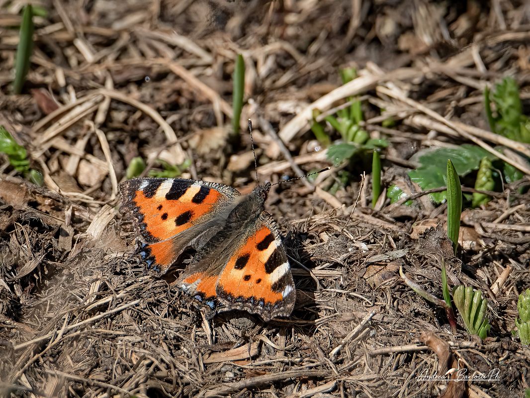 Aglais urticae  - Barlotti Andrea