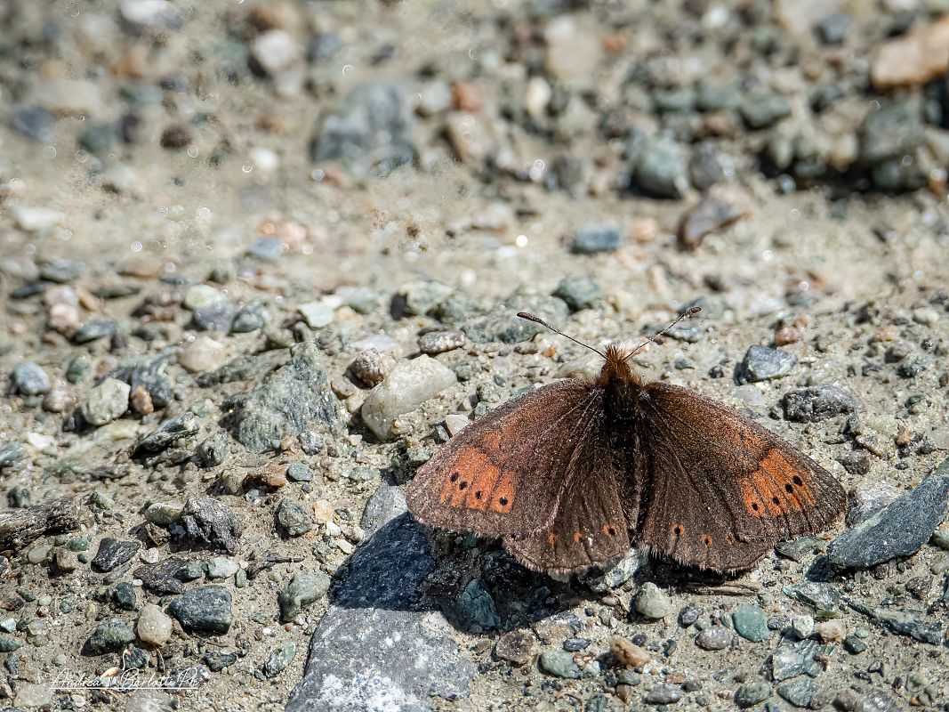 Erebia pandrose  - Barlotti Andrea