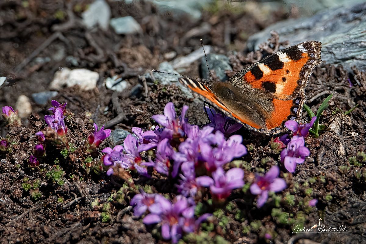 Aglais urticae  - Barlotti Andrea