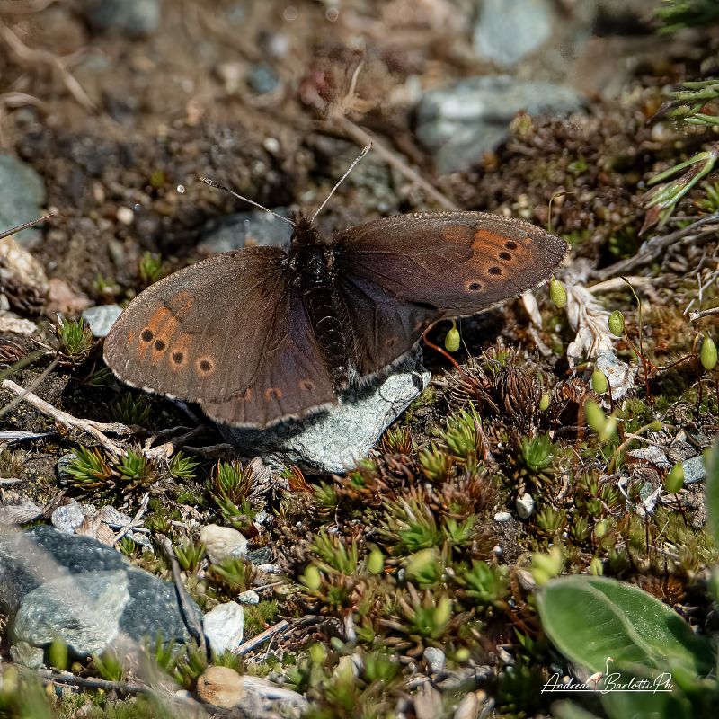 Erebia pandrose  - Barlotti Andrea