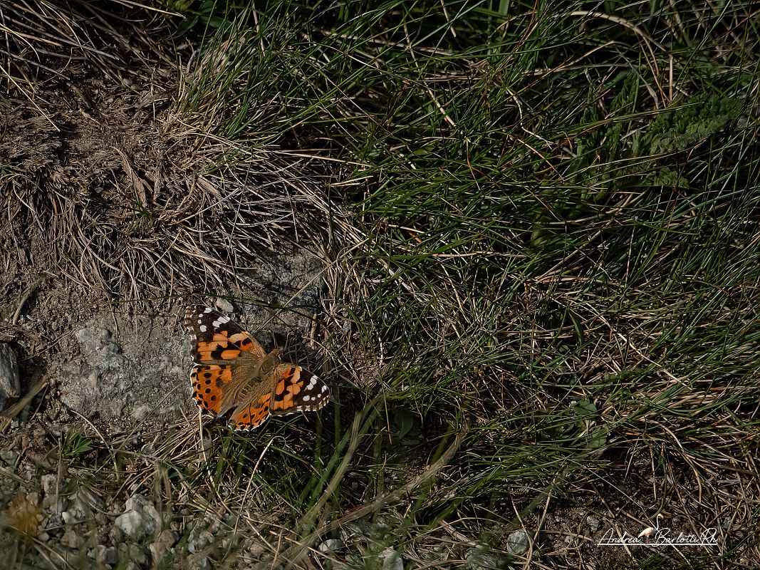 Aglais urticae  - Barlotti Andrea