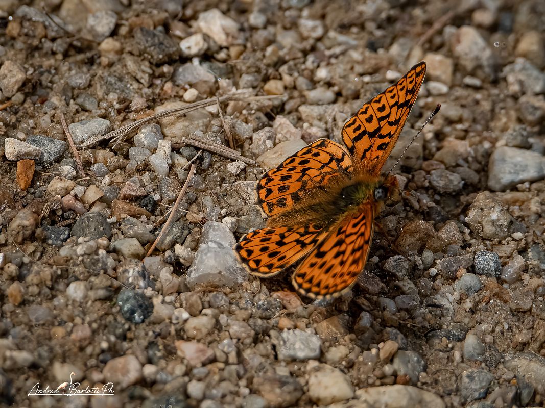 Boloria euphrosyne  - Barlotti Andrea