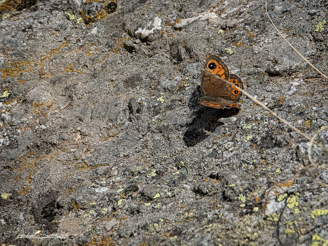 Lasiommata petropolitana  - Barlotti Andrea