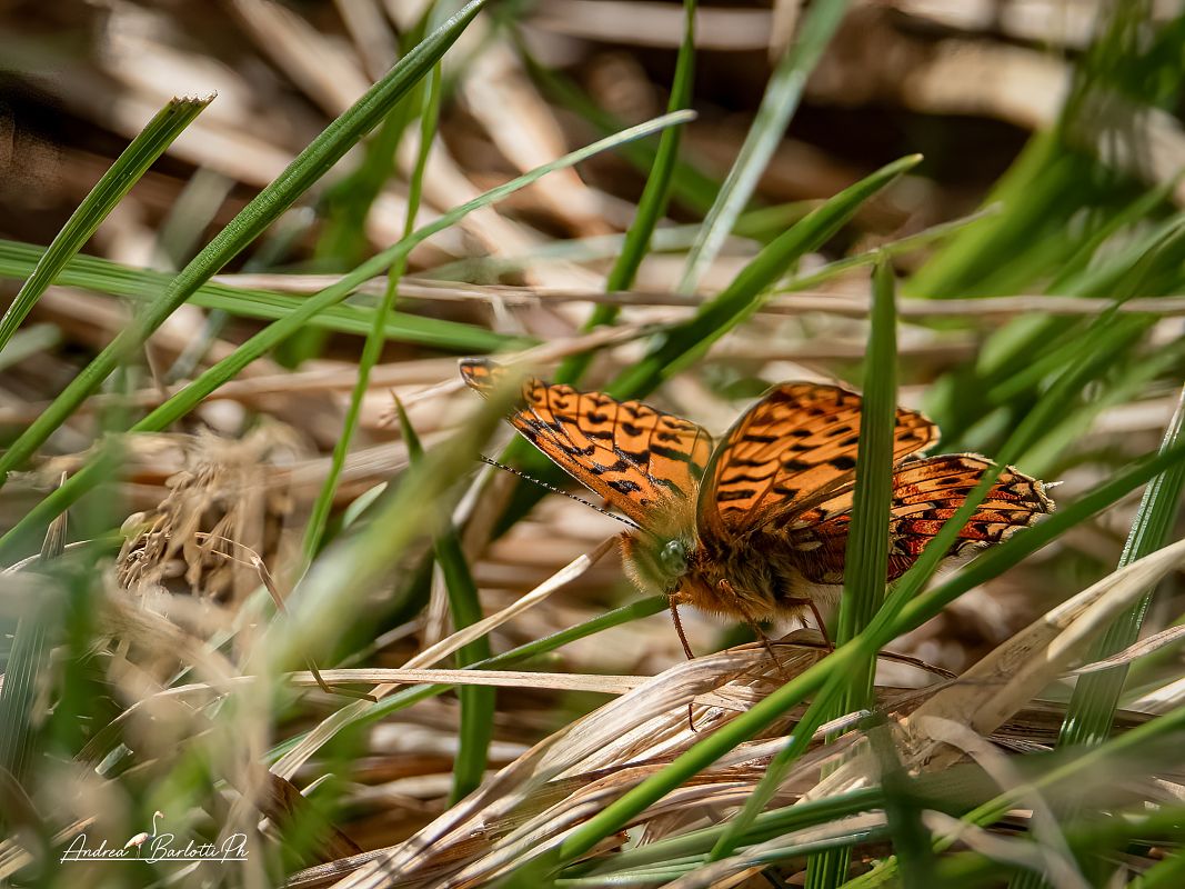Boloria euphrosyne  - Barlotti Andrea