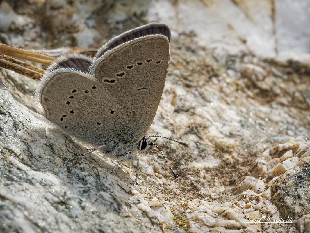 Cupido minimus  - Barlotti Andrea