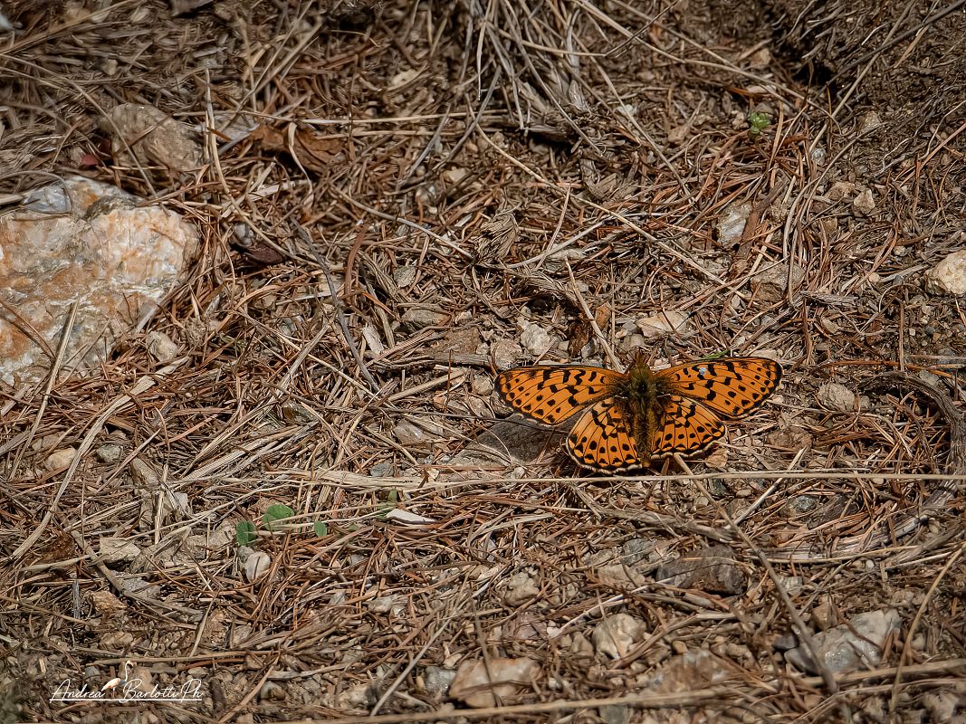 Boloria euphrosyne  - Barlotti Andrea