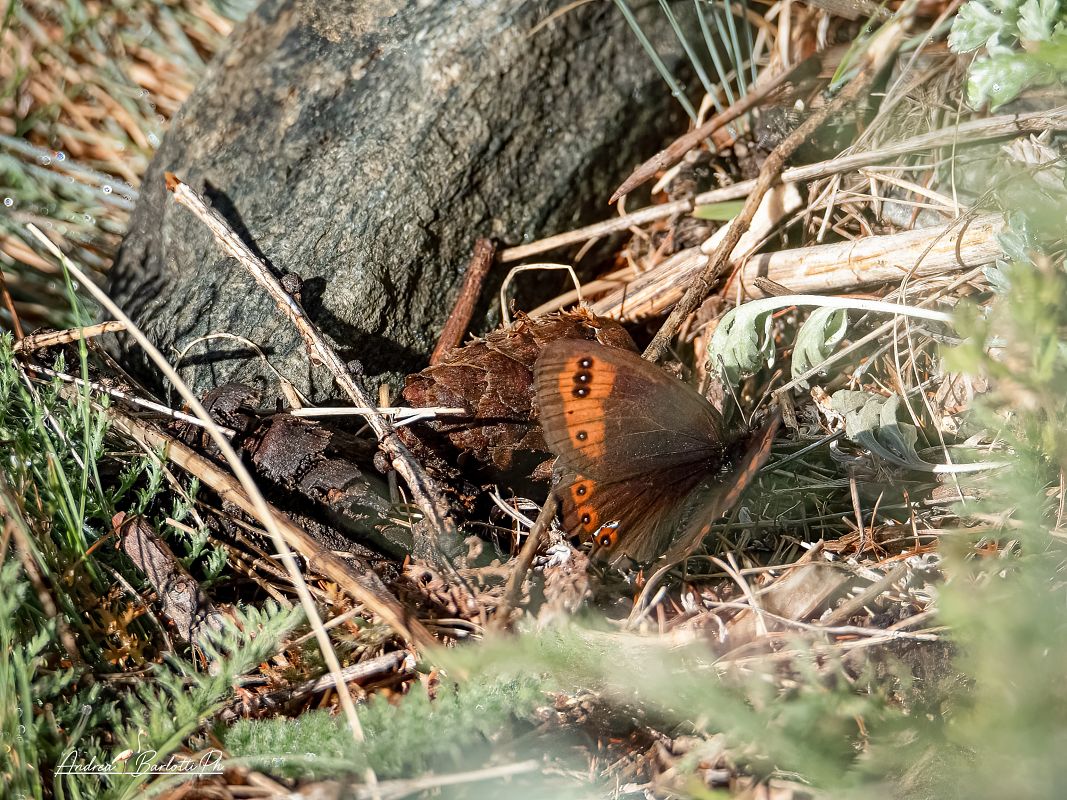 Erebia triarius  - Barlotti Andrea