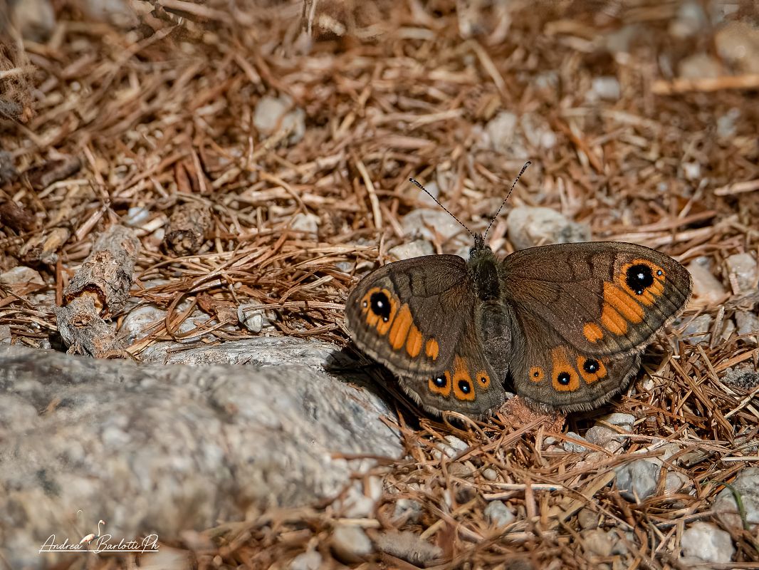 Lasiommata petropolitana  - Barlotti Andrea