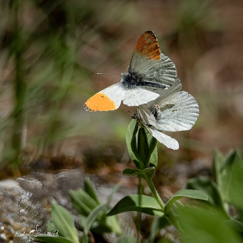 Anthocharis cardamines  - Barlotti Andrea