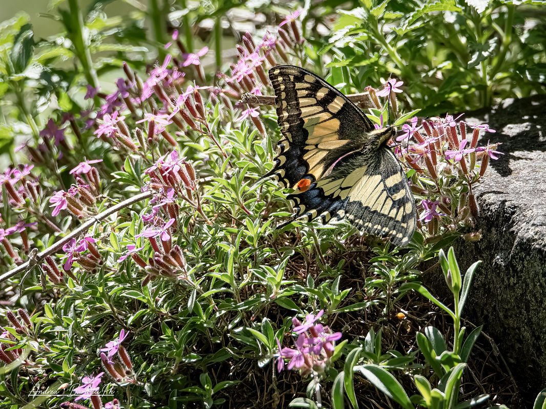 Papilio machaon  - Barlotti Andrea