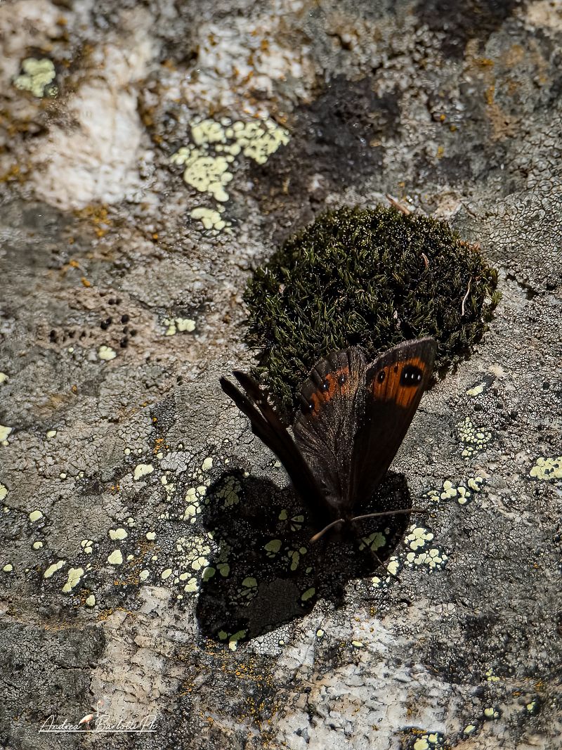 Erebia triarius  - Barlotti Andrea