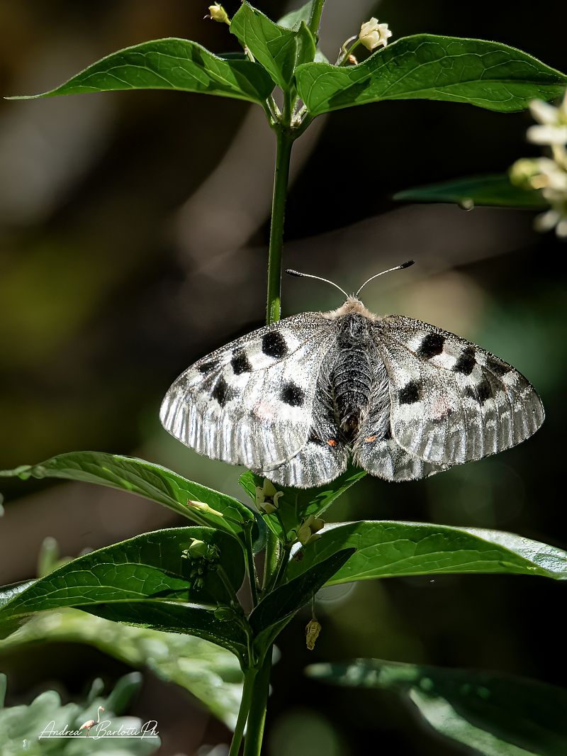 Parnassius apollo  - Barlotti Andrea