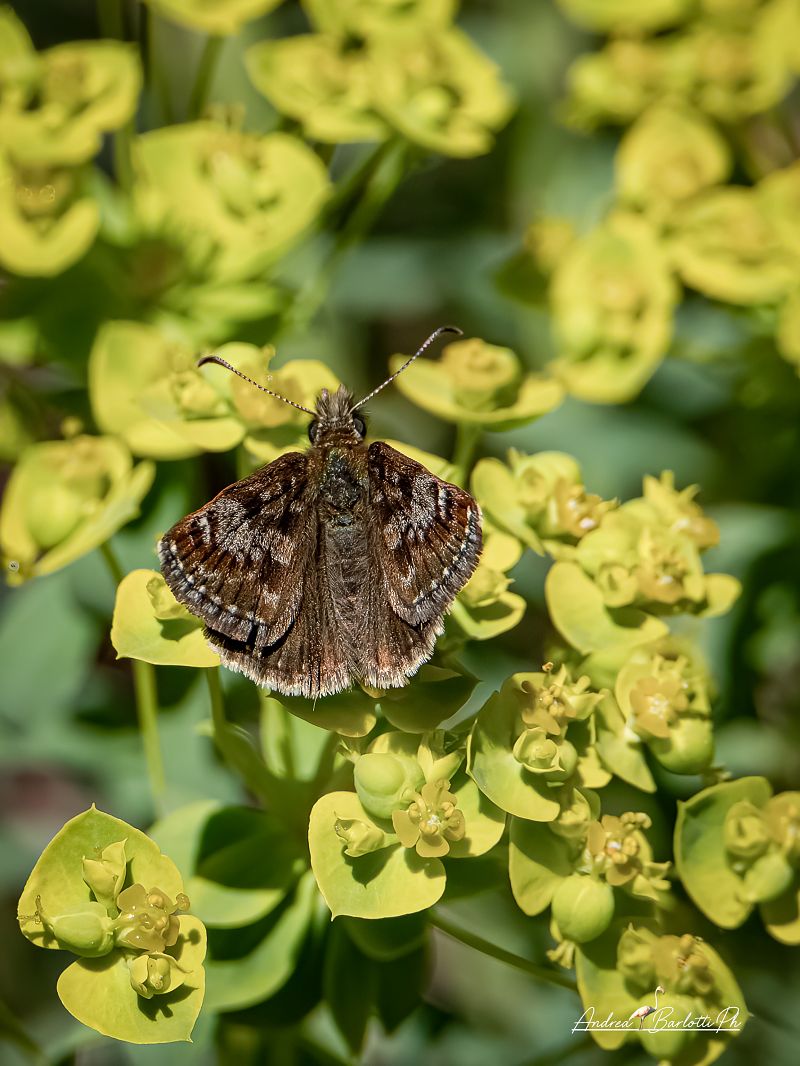 Erynnis tages  - Barlotti Andrea