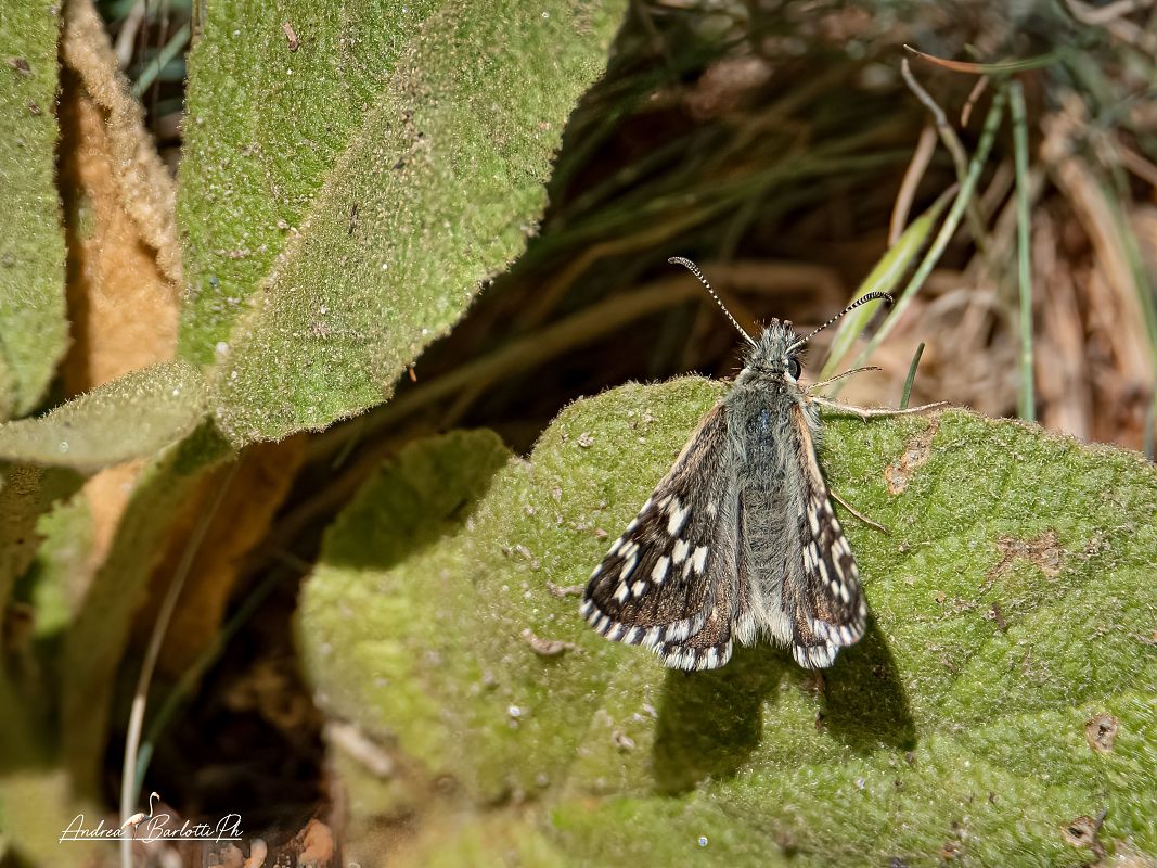 Pyrgus carthami  - Barlotti Andrea