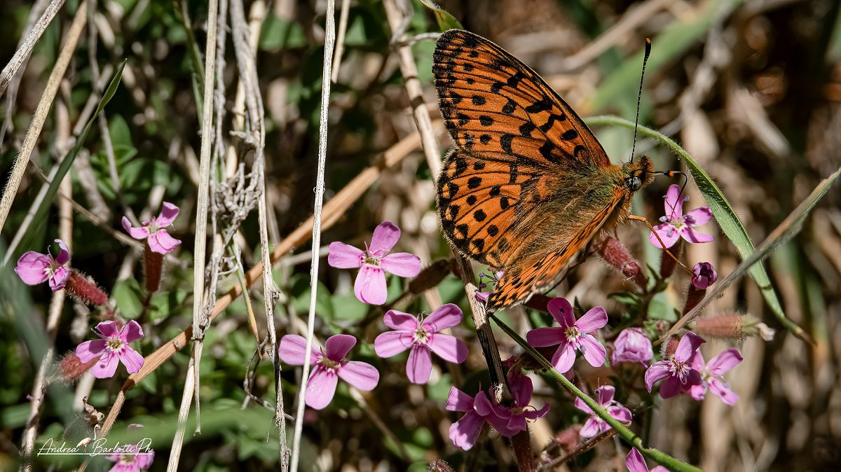 Boloria euphrosyne  - Barlotti Andrea