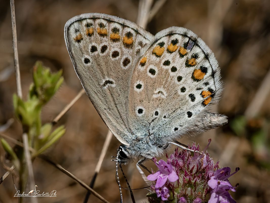 Polyommatus escheri  - Barlotti Andrea