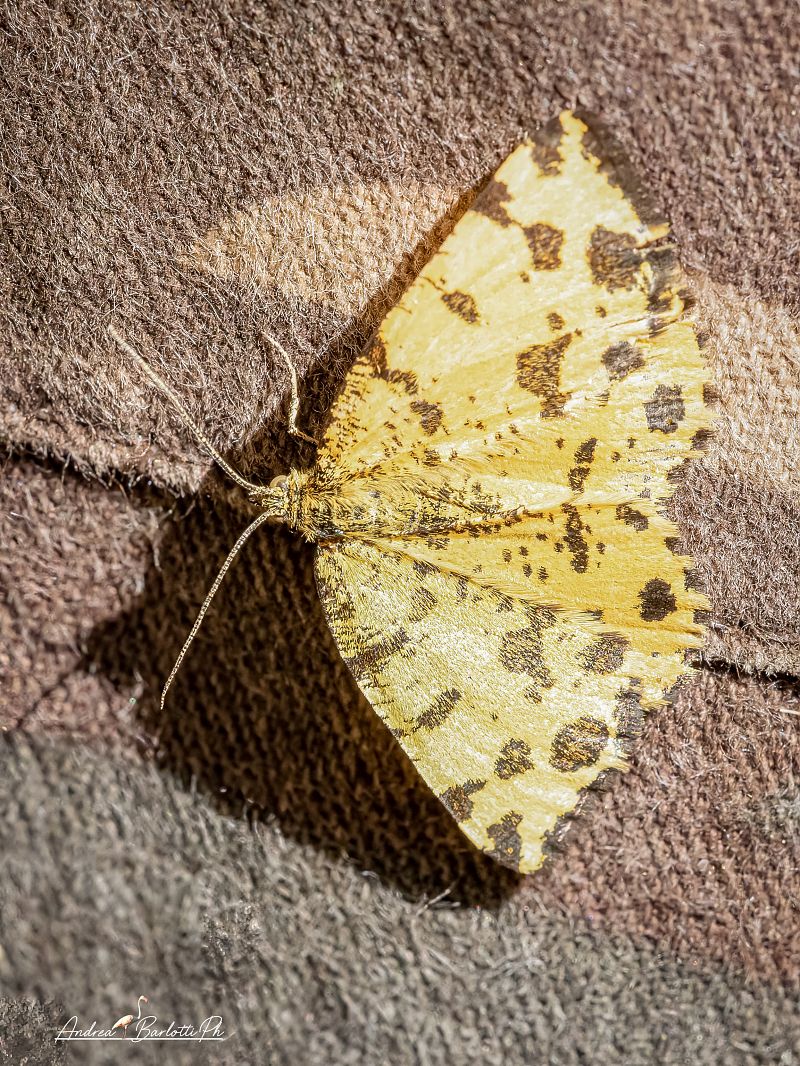 Pseudopanthera macularia  - Barlotti Andrea