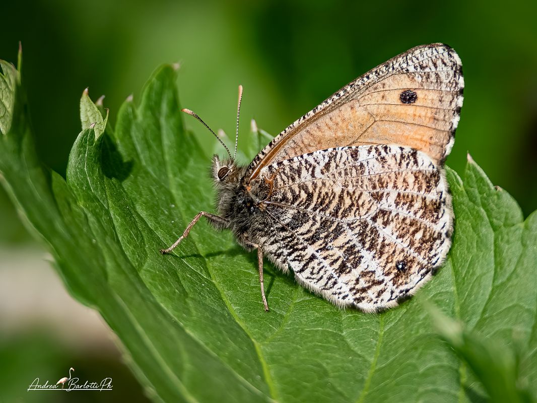 Oeneis glacialis  - Barlotti Andrea