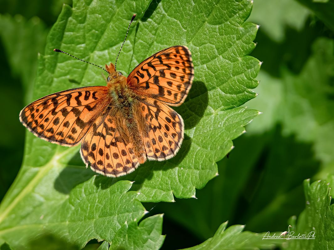 Boloria euphrosyne  - Barlotti Andrea
