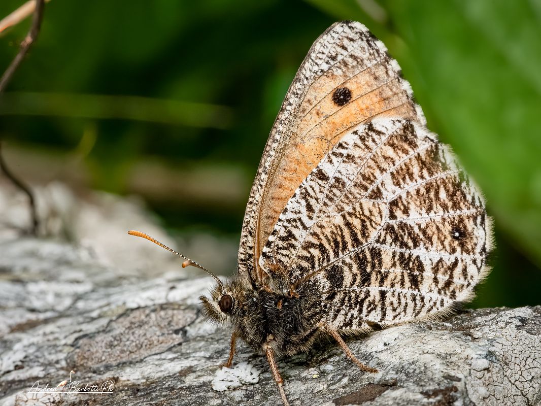 Oeneis glacialis  - Barlotti Andrea