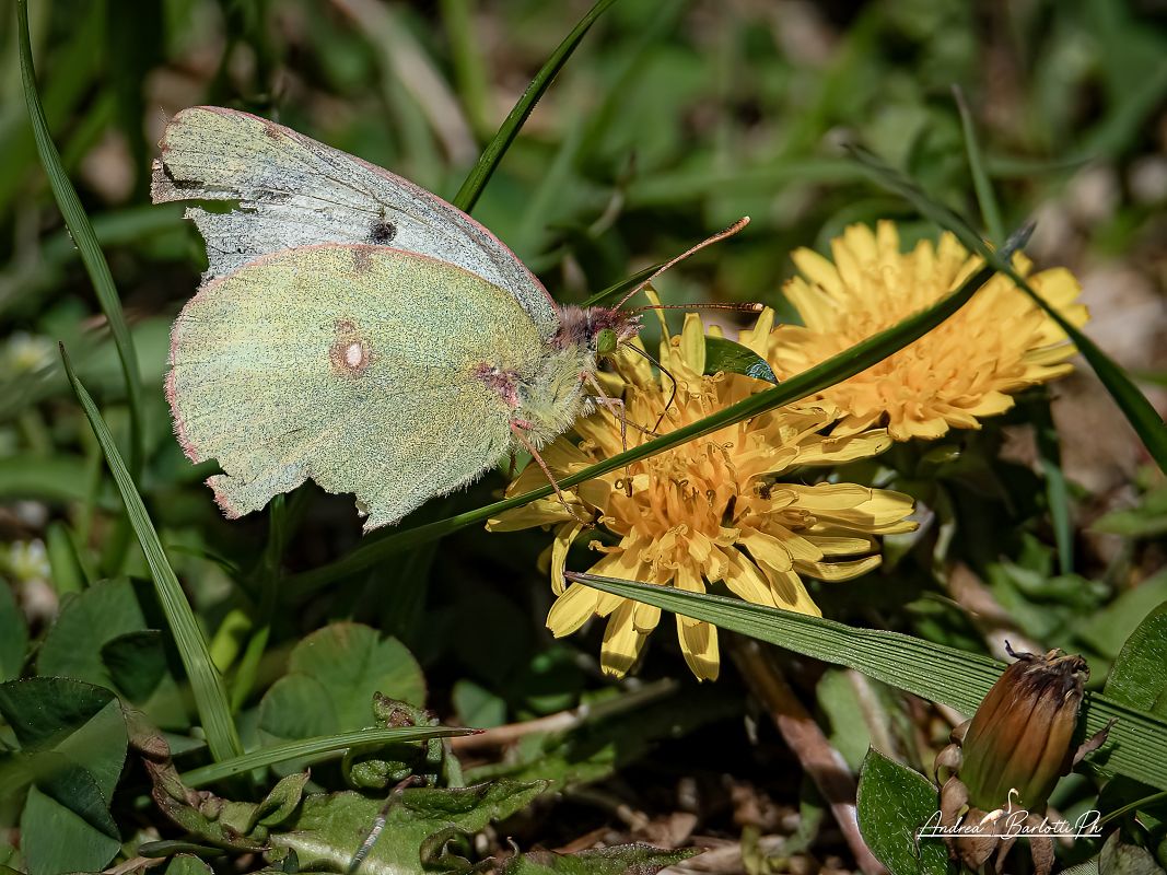 Colias alfacariensis  - Barlotti Andrea