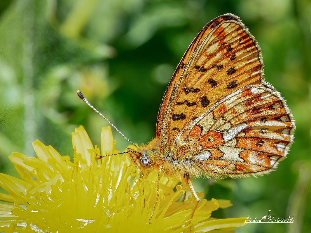 Boloria euphrosyne  - Barlotti Andrea