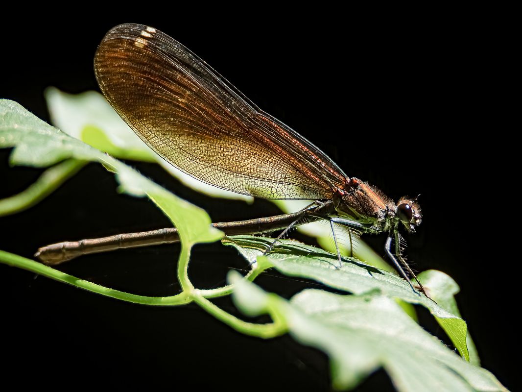 Calopteryx haemorrhoidalis  - Barlotti Andrea