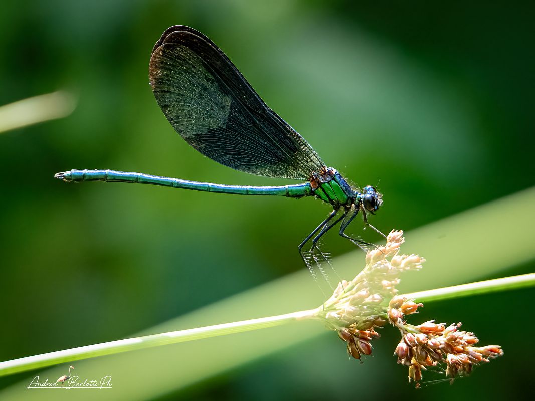 Calopteryx virgo meridionalis  - Barlotti Andrea