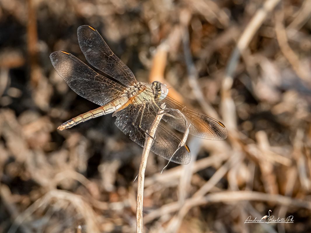 Sympetrum fonscolombei  - Barlotti Andrea