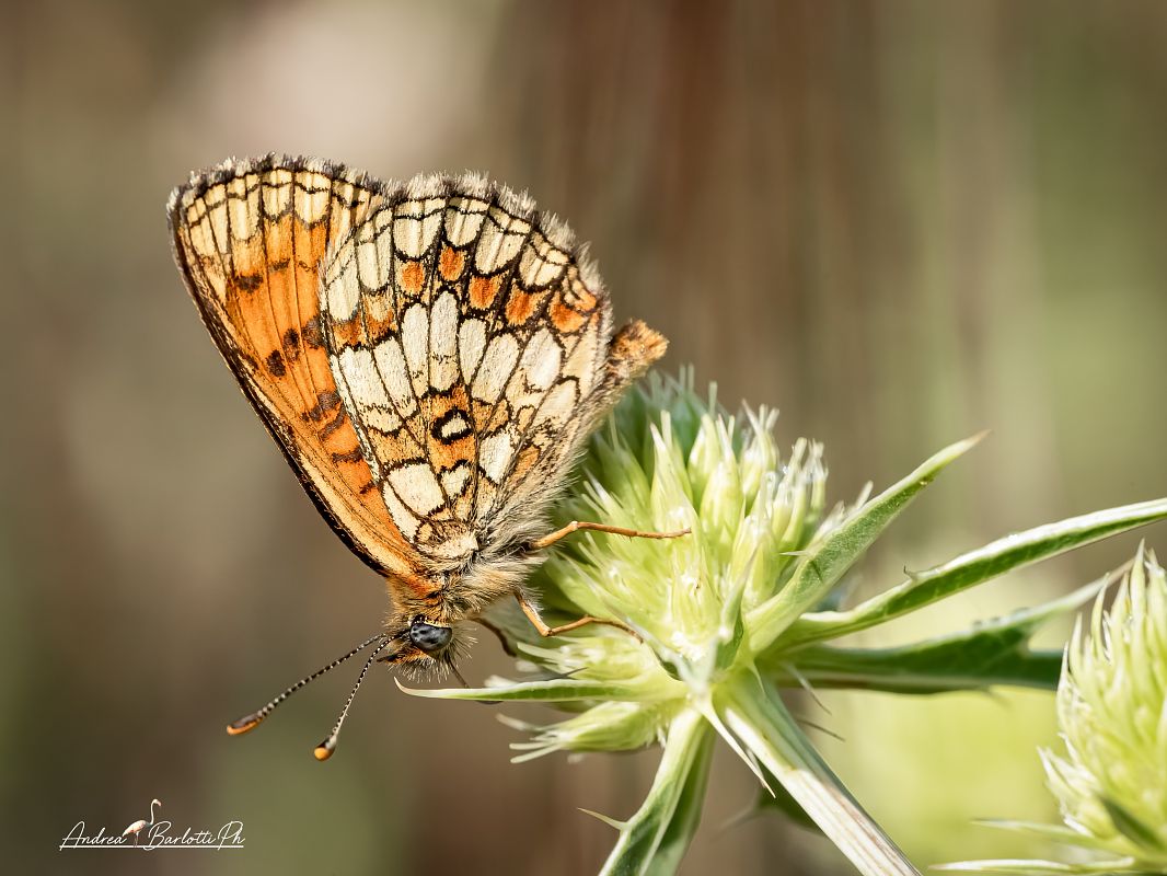 Melitaea celadussa  - Barlotti Andrea
