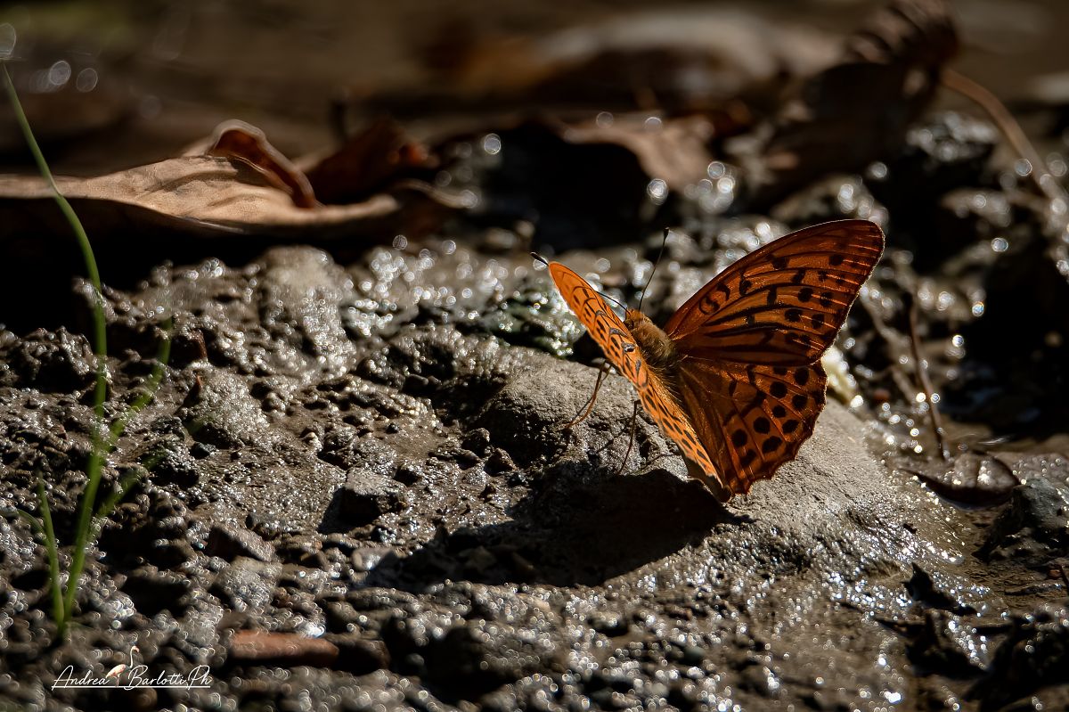 Argynnis paphia  - Barlotti Andrea