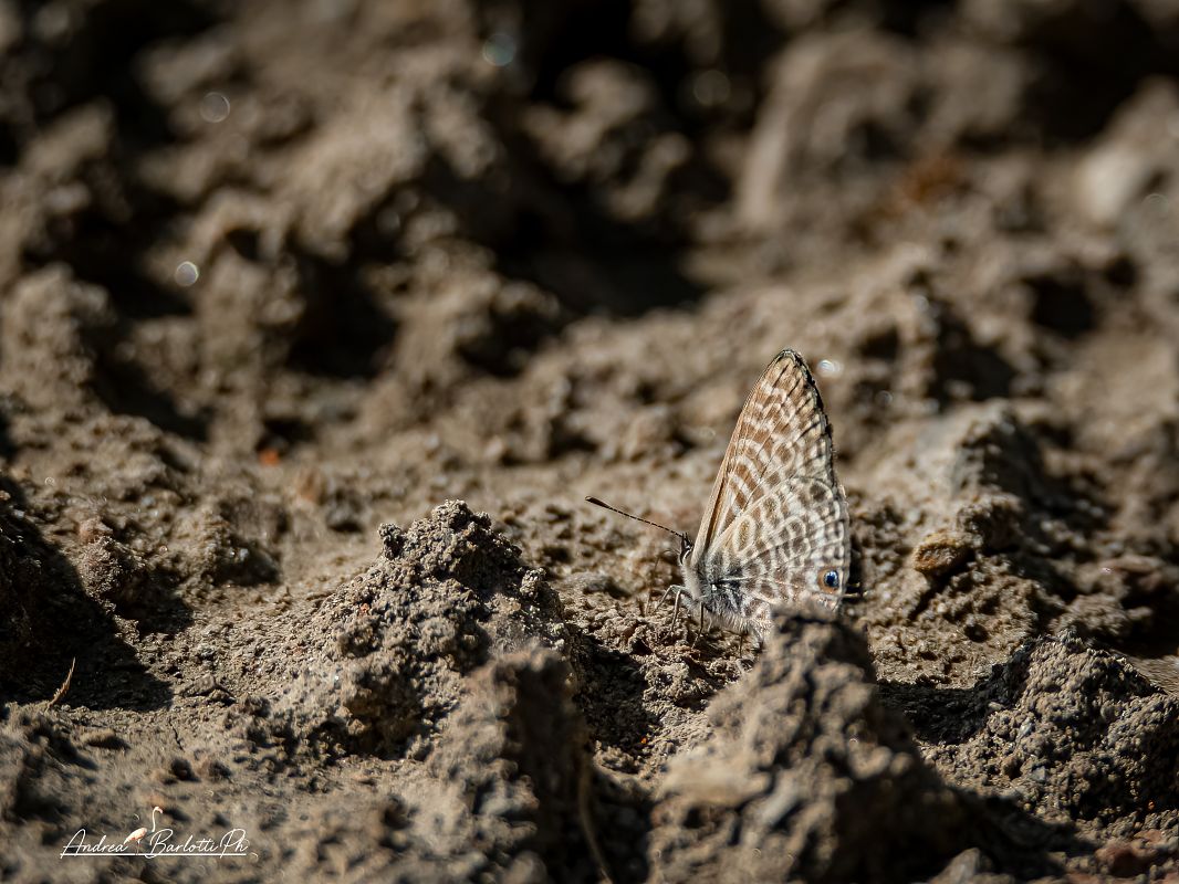 Leptotes pirithous  - Barlotti Andrea